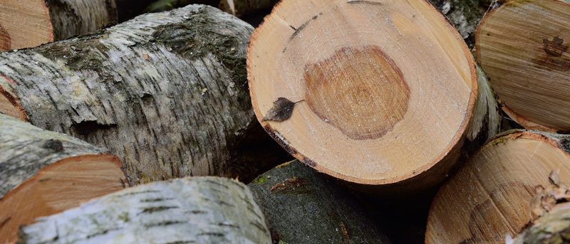 Motorsåg utbildning